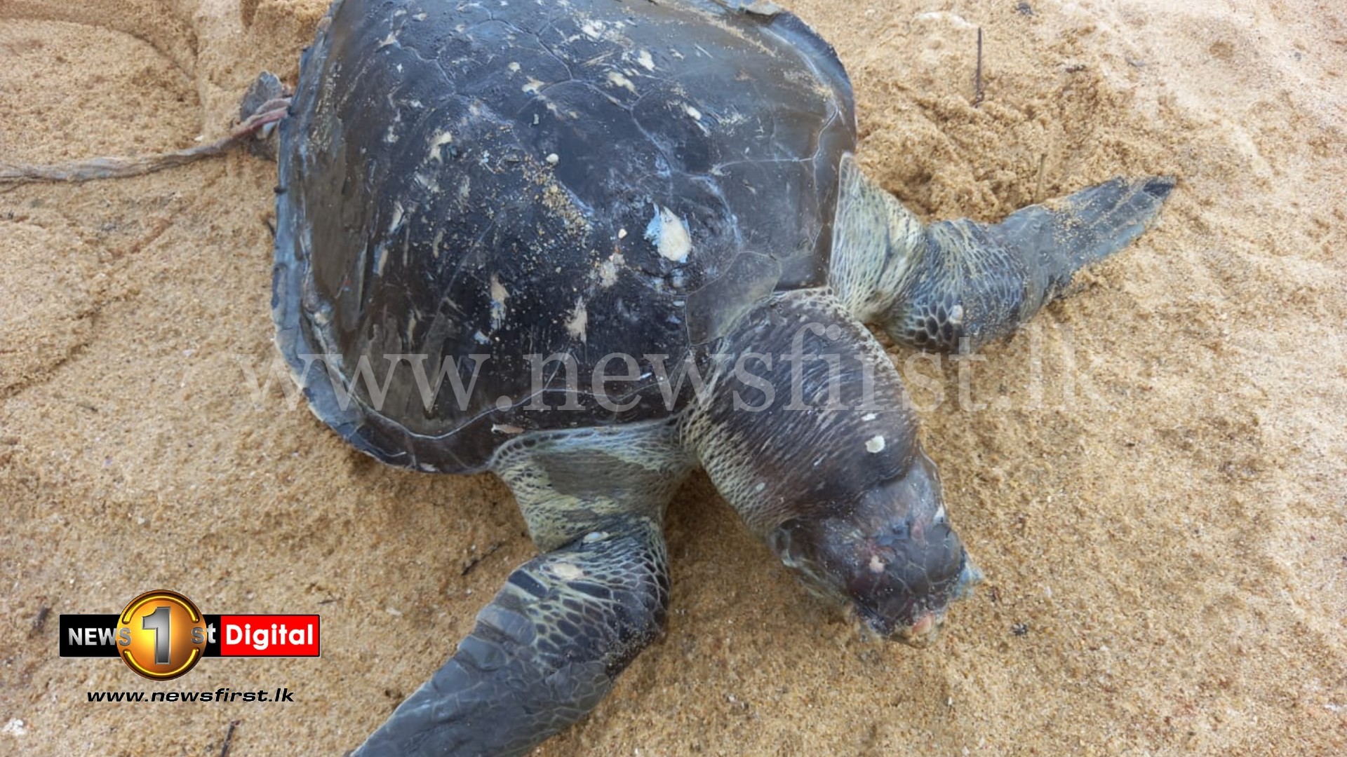(PICTURES) Dead Sea Turtles Continue To Wash Up On Sri Lankan Shores