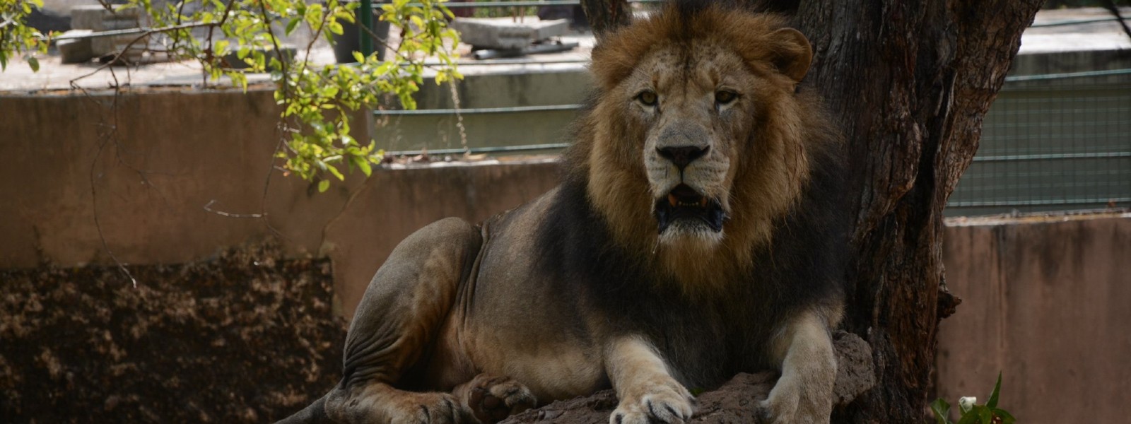 Lion at Dehiwala Zoo tests COVID positive; Immediate treatment being provided