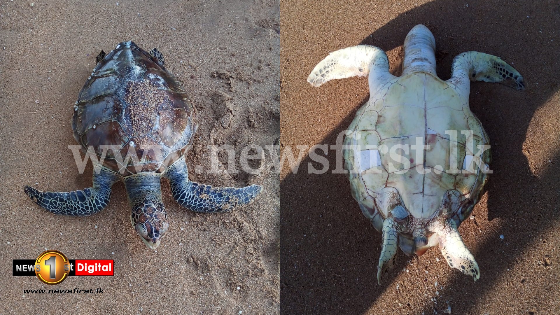 Dead sea turtles wash up on Batticaloa beach; concerns mount over X-Press Pearl