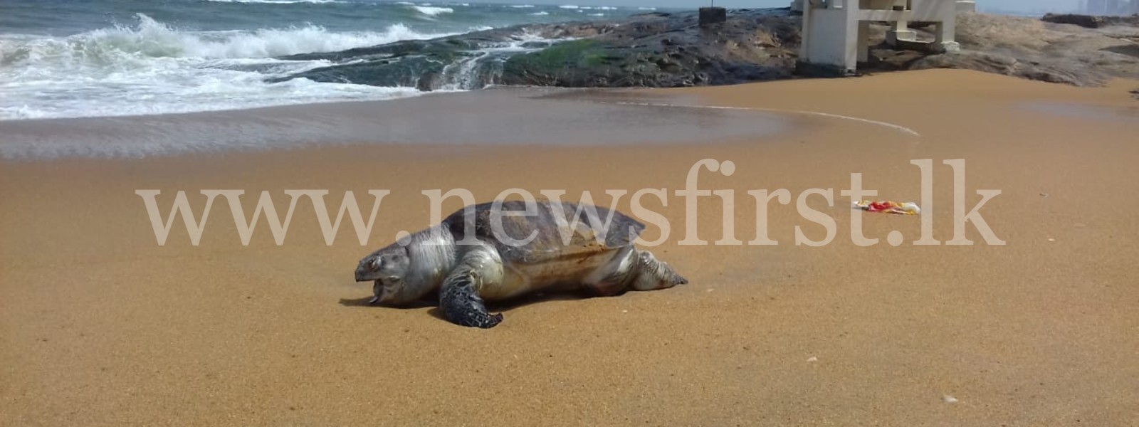 17 dead Sea Turtles & 03 Dolphins washed ashore so far