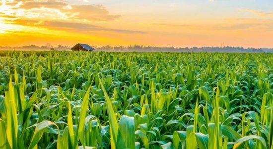 Fertilizer shortage threatens agriculture sector 