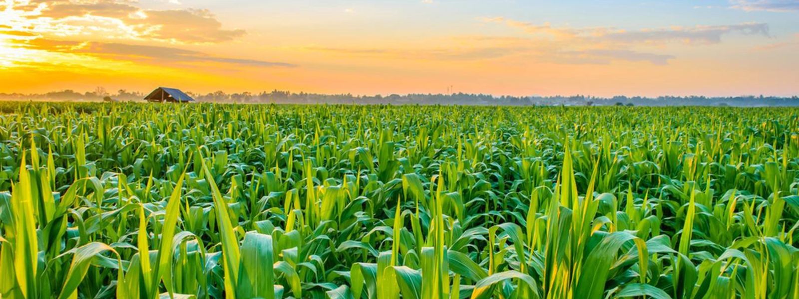 Fertilizer shortage could threaten agriculture sector as a whole – Experts