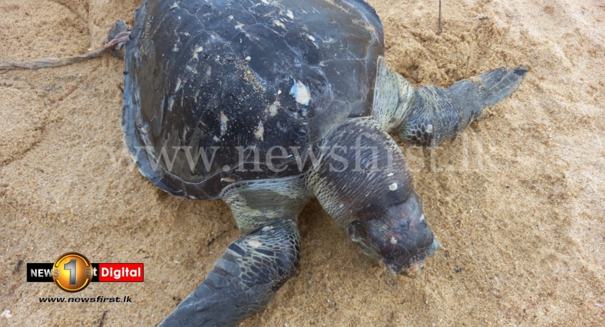 (PICTURES) Dead Sea Turtles Continue To Wash Up On Sri Lankan Shores
