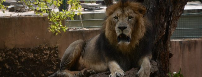 Lion at Dehiwala Zoo tests COVID positive