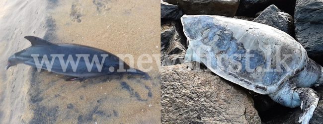 Dead Sea Turtles & Dolphins continue to wash up on Sri Lanka’s shores