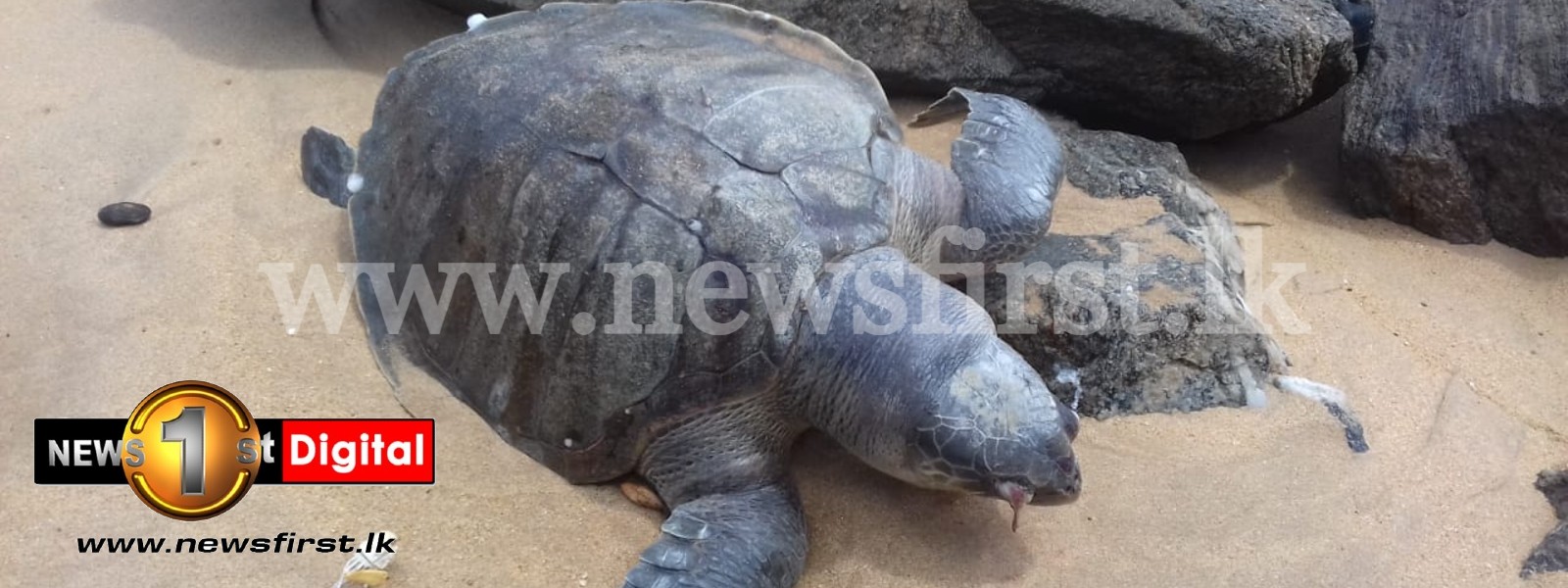 Endangered Dead Sea-Turtles keep washing ashore in Sri Lanka.