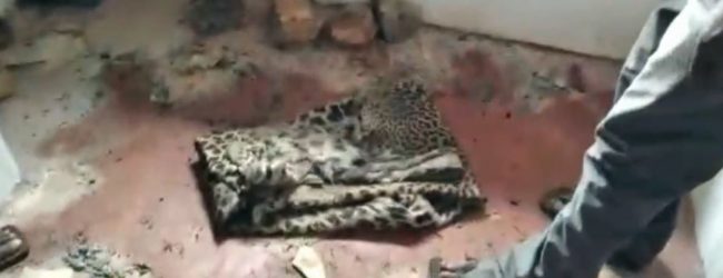 03 arrested for killing leopard and selling its meat, released on bail