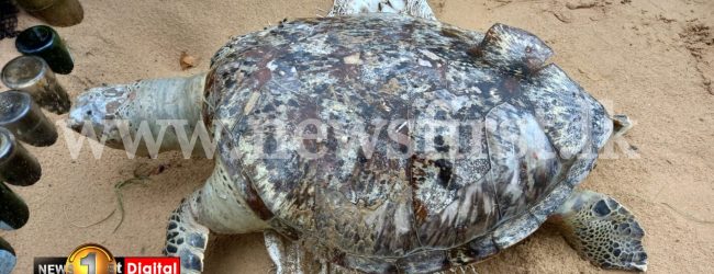 More than 30 dead sea turtles washed up on SL shores in two weeks