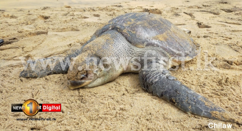 Dead whales, turtles & dolphins wash up on SL shores; Activists warn numbers could rise