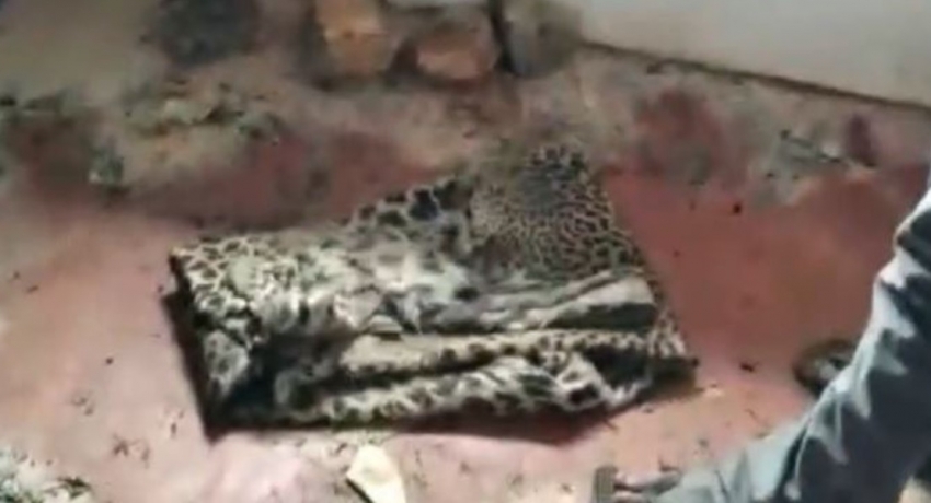 03 arrested for killing leopard and selling its meat, released on bail