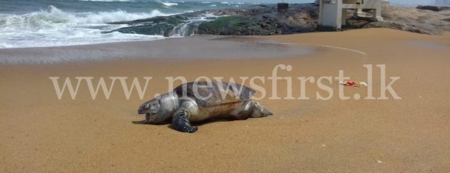 17 dead Sea Turtles & 03 Dolphins washed ashore so far