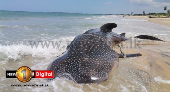 Large Whale Shark washes up on Sri Lanka’s east coast