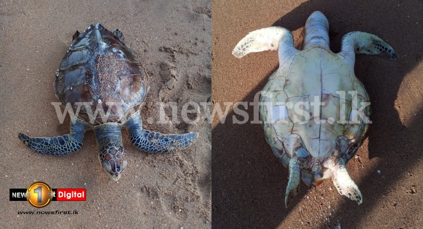 Dead sea turtles wash up on Batticaloa beach; concerns mount over X-Press Pearl