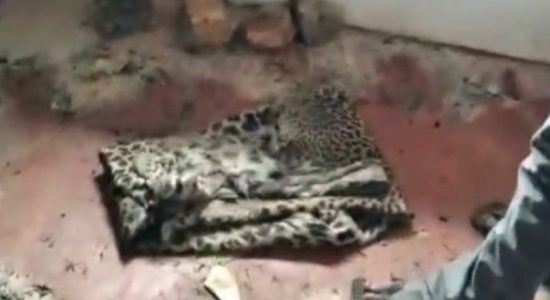 03 arrested for killing leopard and selling meat