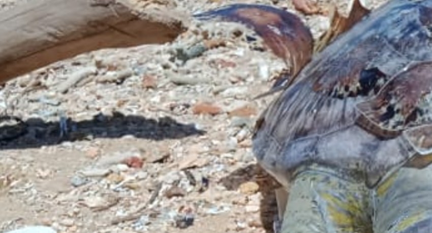 Red Flags raised as dead sea turtles and dolphins continue to wash up on Sri Lankan shores