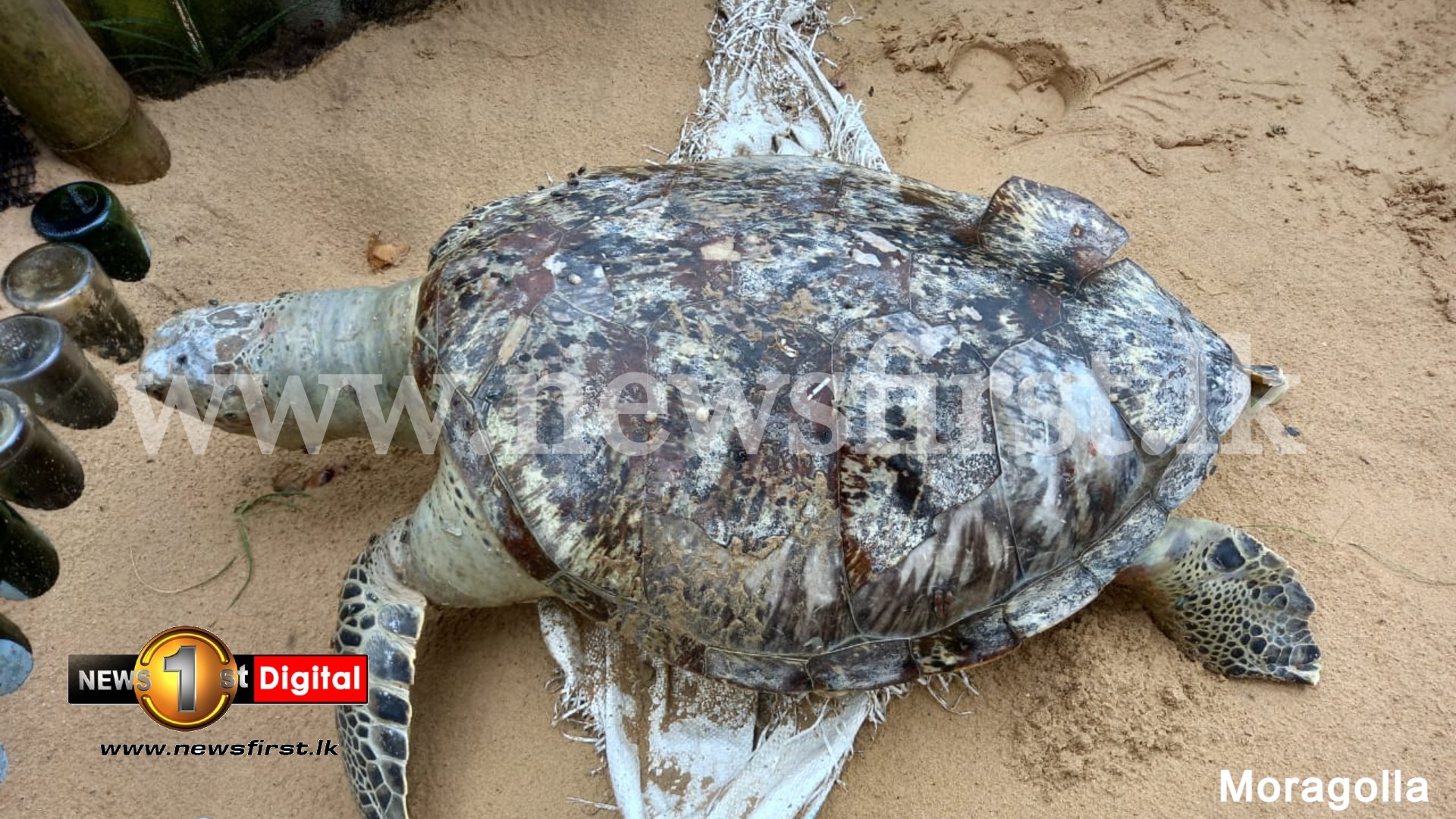 More than 30 dead sea turtles washed up on SL shores in two weeks