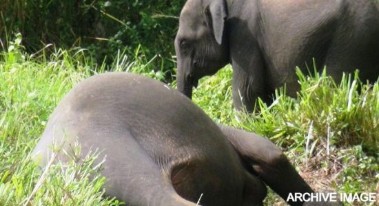 AG assures progress report on Thumbikulama Elephant deaths, in two weeks