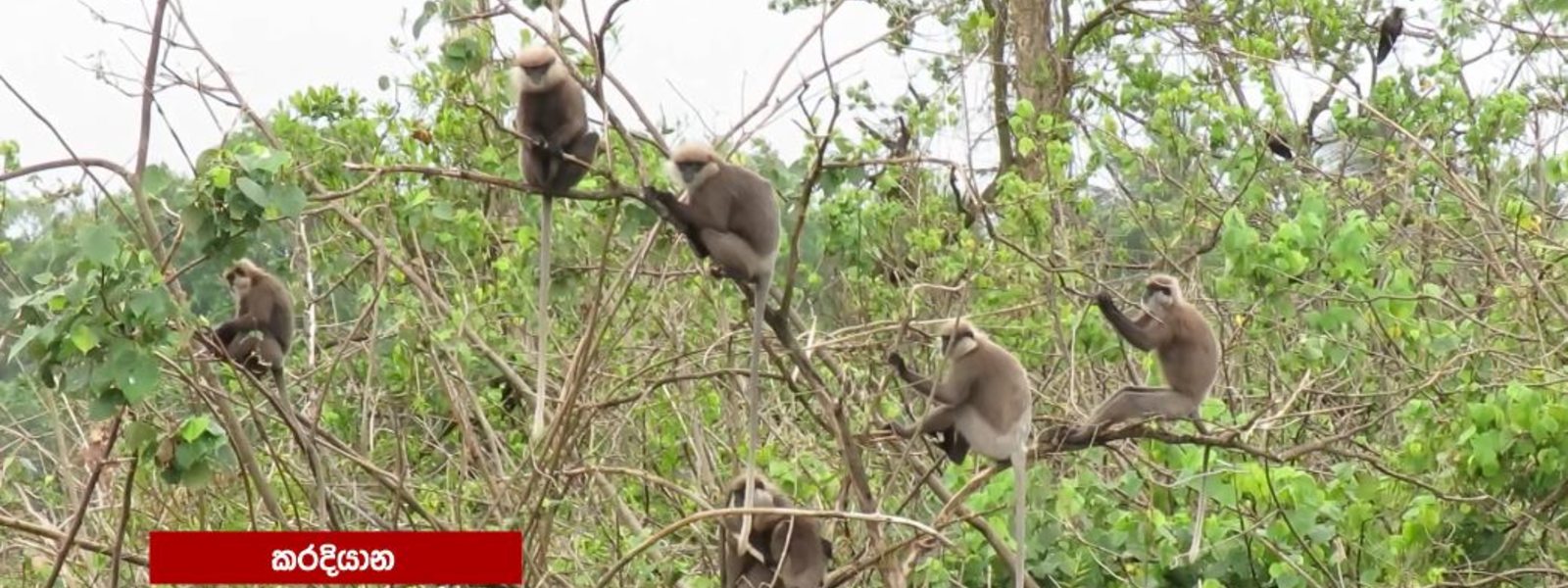 The endangered monkeys of Karadiyana