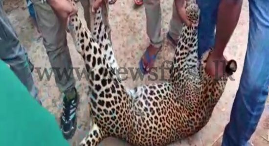 Leopard found dead trapped in a snare in Hasalaka