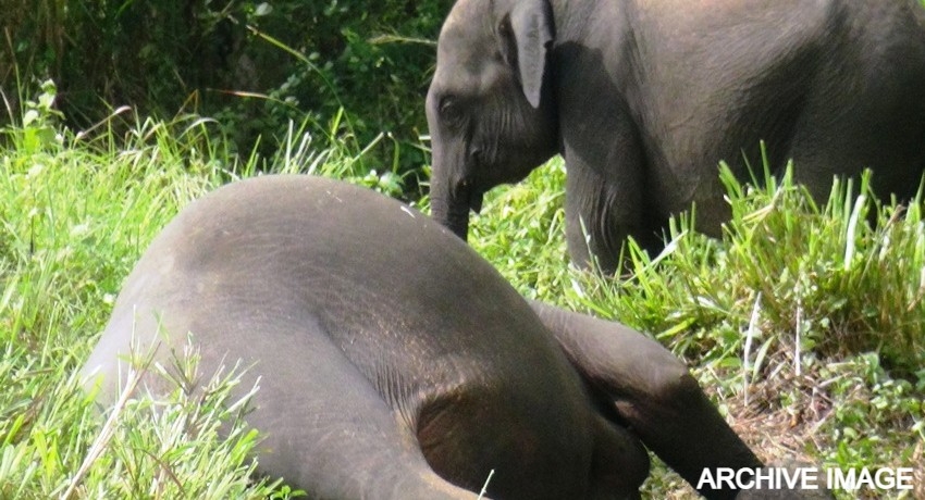 AG assures progress report on Thumbikulama Elephant deaths, in two weeks
