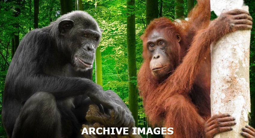 Chimpanzees & Orangutans at Dehiwala Zoo test COVID positive