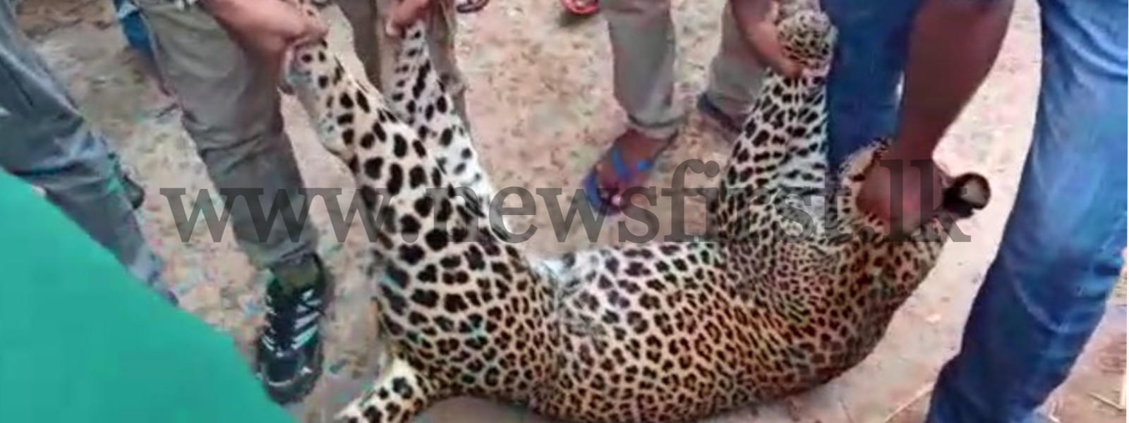 Leopard found dead trapped in a snare in Hasalaka