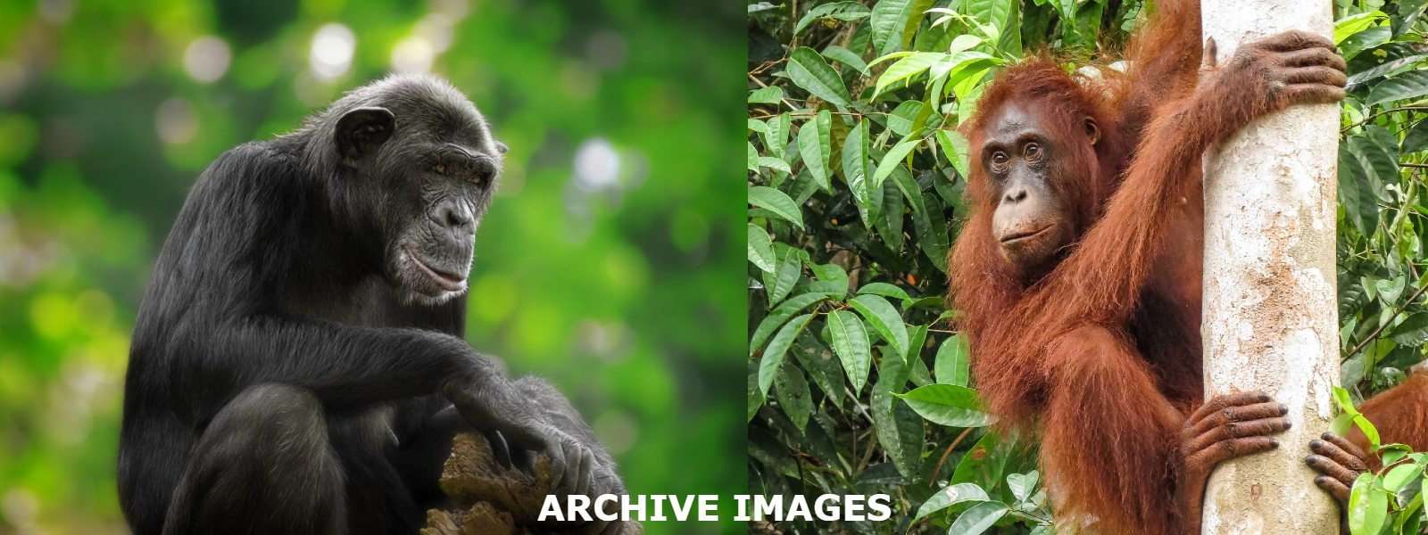 Chimpanzees & Orangutans at Dehiwala Zoo test COVID positive
