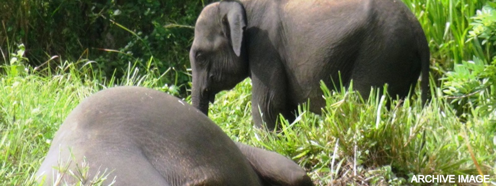 AG assures progress report on Elephant deaths