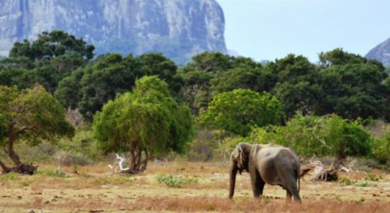 Yala National Park to lose land?