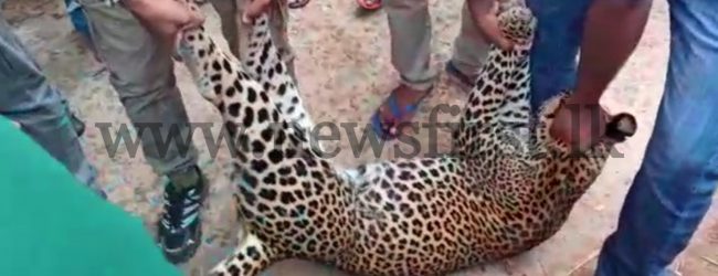 Leopard found dead trapped in a snare in Hasalaka