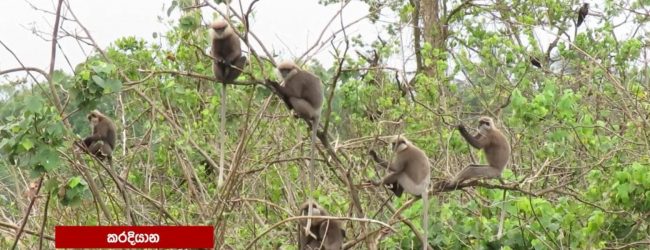 The Monkeys of Karadiyana : Endangered & threatened with starvation
