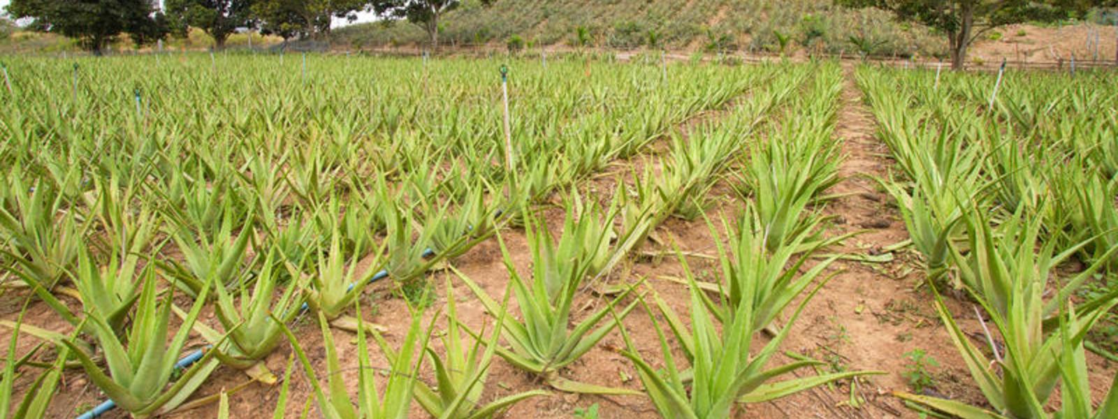 100,000 acres to be leased for Aloe Vera Project