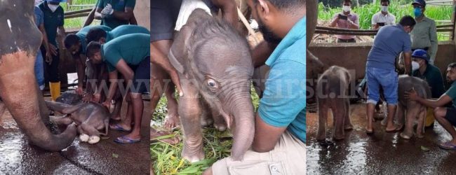 Elephant gives birth to twins at Pinnawala Elephant Orphanage