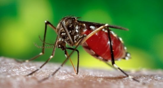 Dengue on the rise with monsoon rains
