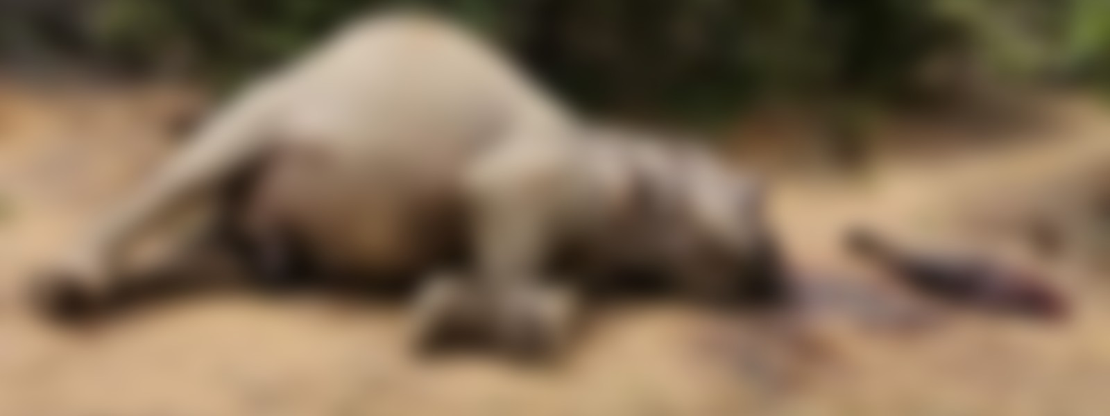 Killing & Dismembering Yala Elephant : One suspect arrested