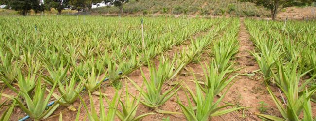 100,000 acres to be leased for Aloe Vera Project