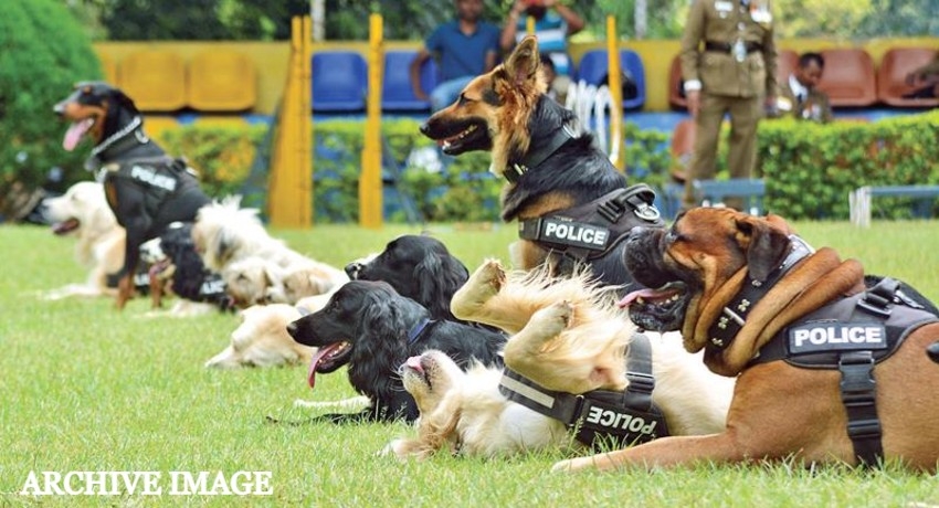 Police K9 Units trained to detect dengue breeding grounds
