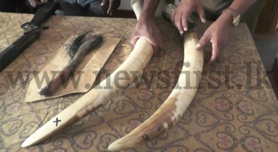 Tusks seized from suspect connected to dismembering elephant inside Yala