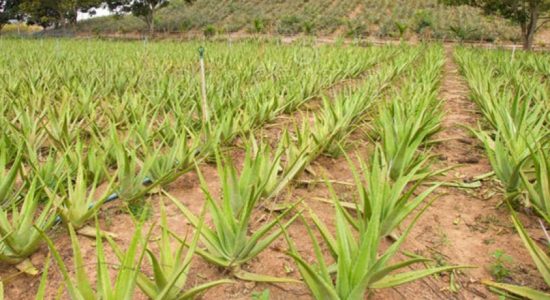 Over 100,000 acres to be leased for Aloe Vera Project