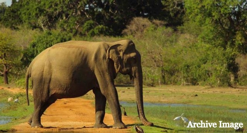 (VIDEO) Lone Wild Elephant terrorizes locals in Ampara