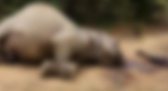 Suspect arrested for killing tusker inside Yala