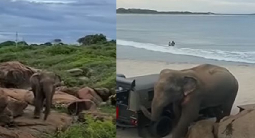 (VIDEO) Wild Elephant surprises beachgoers in Arugambay