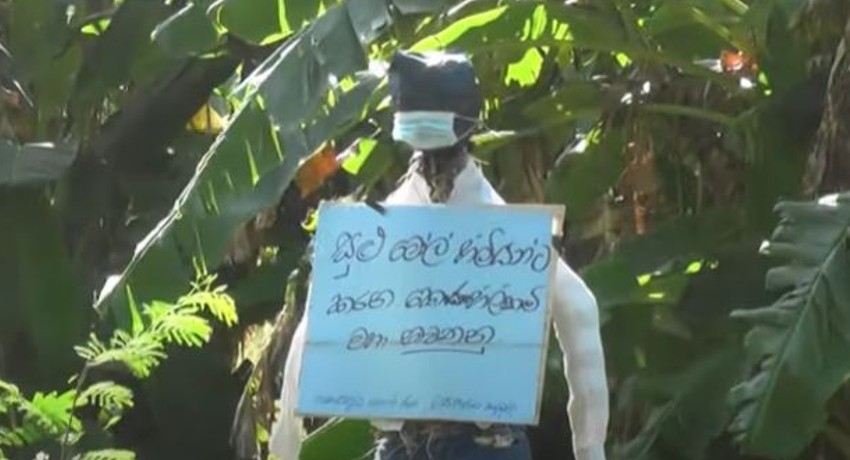 Scarecrows deployed to protest paddy prices