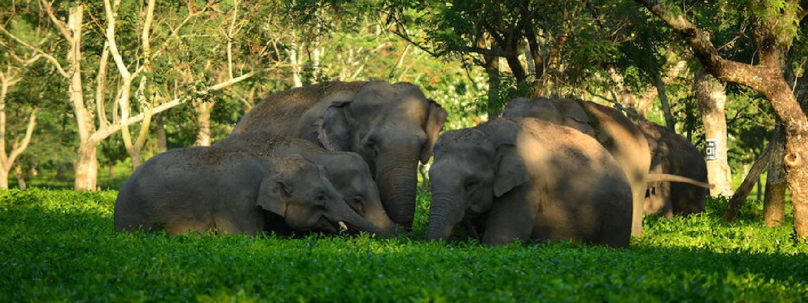 No more Captive Elephants ; Madras HC