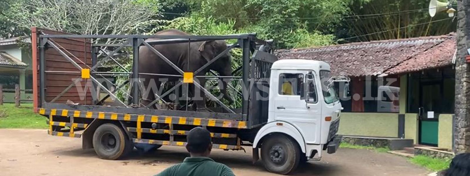 Detained Elephants returned to previous owners