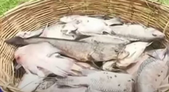Hundreds of dead fish in the Kurunegala Wewa