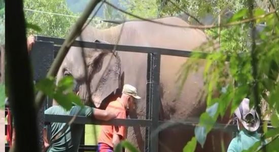 Another elephant held in Pinnawala released