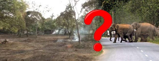 Driving School over Elephant Corridor?