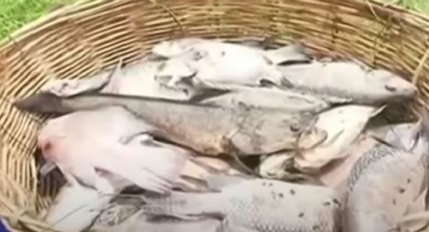 Hundreds of dead fish wash up on the banks of the Kurunegala Wewa