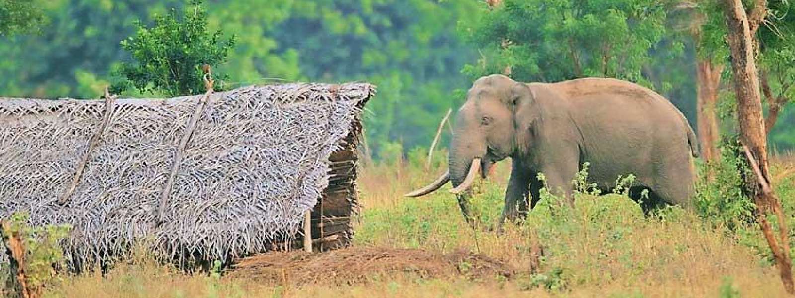 Struggle to survive kills humans, elephants in rural Sri Lanka